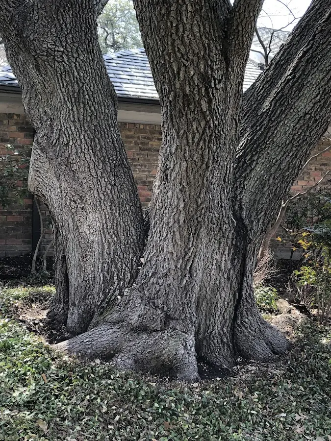 Mature heritage tree close to a Tucumcari property cared for by certified arborists